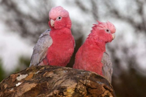 Variety of cockada: festék fényerő és színes lázadás